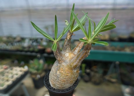 パキポディウム　グラキリス　 Pachypodium Gracilius  No.2