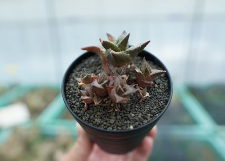 CATEGORY 多肉植物 | mana's farm:塊根植物・アガベ・ドライ