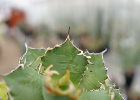 Agave titanota FO-76  G NO.1