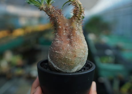 パキポディウム　グラキリス　 Pachypodium Gracilius  No.9