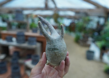 【抜き苗】パキポディウム　グラキリス　 Pachypodium Gracilius  No.10