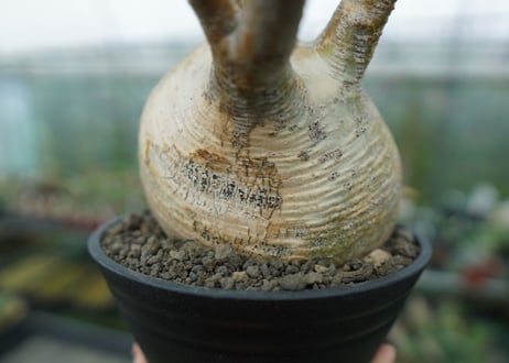 パキポディウム　グラキリス　 Pachypodium Gracilius  No.3