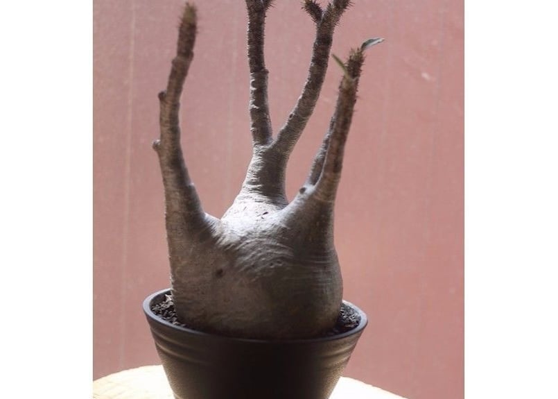 パキポディウム グラキリス ずっしり重いです。 形大きさ最高です