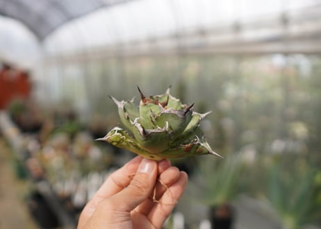 Agave Black fire F NO.3 (G)
