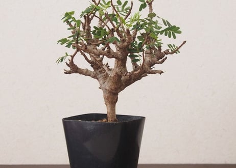 センナ メリディオナリス Senna meridionalis no.2