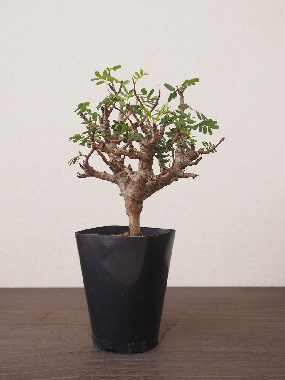 センナ メリディオナリス Senna meridionalis 発根済の特大株 センナメリディオナリス 発根済み 巨大モンスターセンナ センナ：メリ