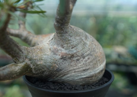 パキポディウム　グラキリス　 Pachypodium Gracilius  No.4