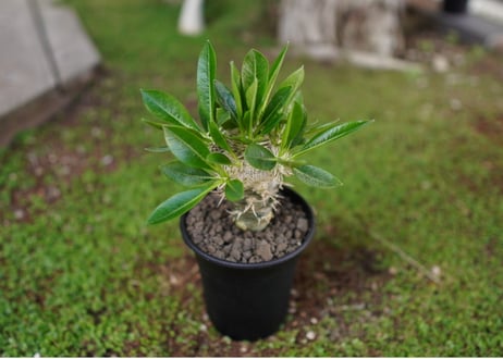 パキポディウム　恵比寿笑い接木　Pachypodium brevicaule