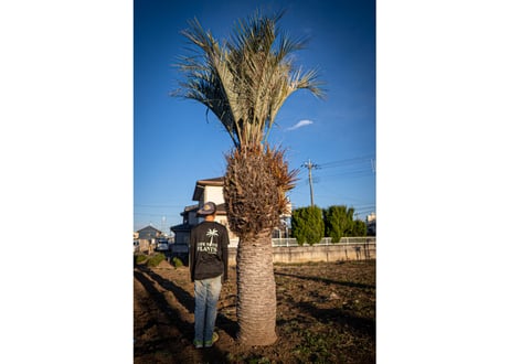 ココスヤシ　Butia capitata No.5