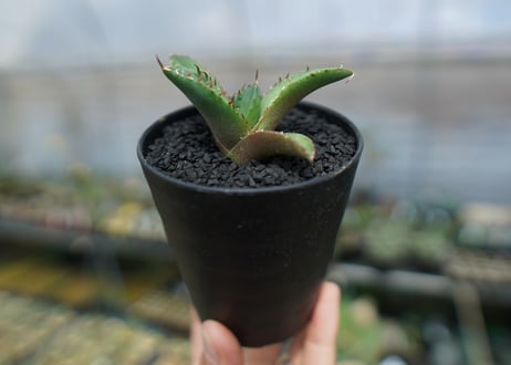 アガベ　チタノタ　FO-76　agave titanota  FO-76　No.7