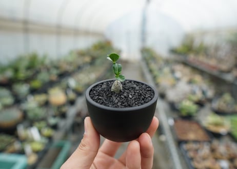 フォッケア　エデュリス　”火星人”　Fockea edulis  No.2