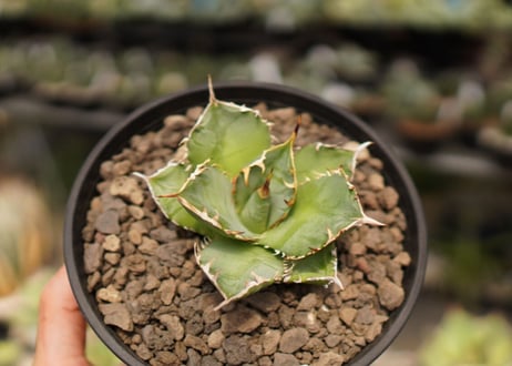 Agave titanota FO-76  A NO.1