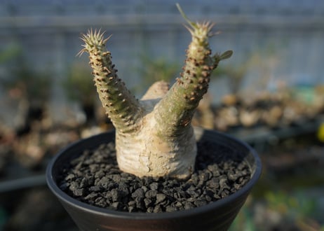 パキポディウム マカイエンセ　Pachypodium makayense　No.6