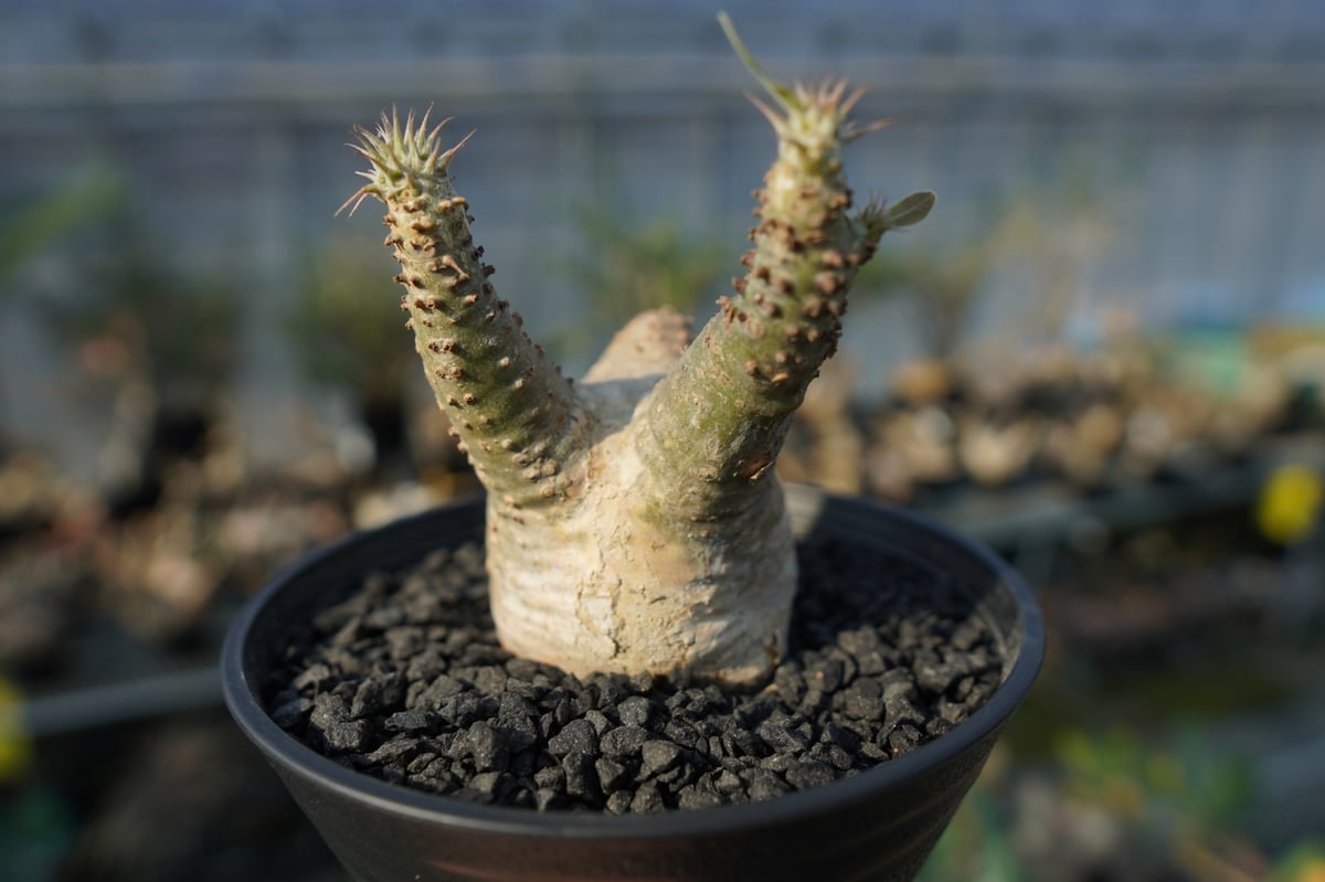 パキポディウム マカイエンセ Pachypodium makayense No.6 | man パキポディウム マカイエンセ Pachypodium makayense No.6 | man