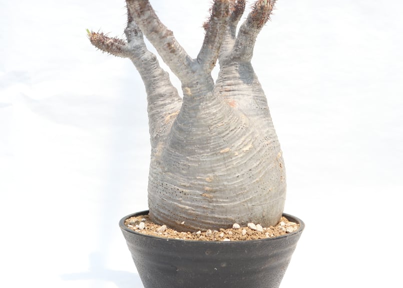 パキポディウム グラキリス 盆栽仕立て 中株 【公式通販】