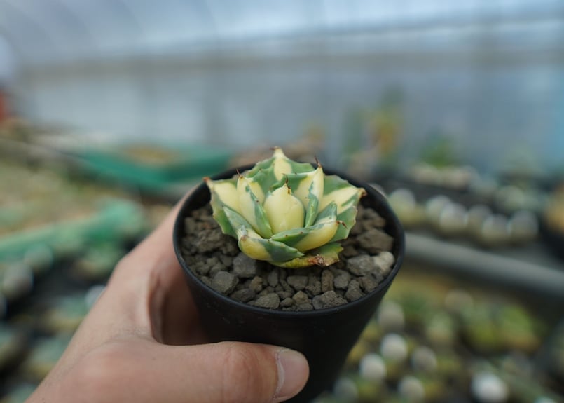 アガベ 王妃雷神錦 黄中斑 Agave “Ohi Raijin Nishiki Kinakah