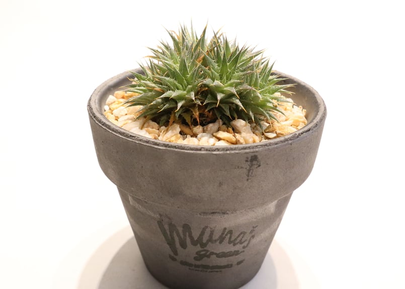 デウテロコニア クロランサ | mana's farm:塊根植物・アガベ・ドライ