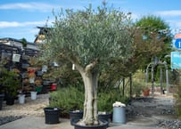 プセウド ボンバックス 沖縄実生 | mana's farm:塊根植物