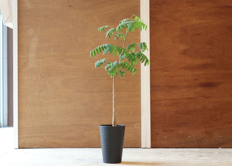 デロニクス プミラ < b > | mana's farm:塊根植物・アガベ・ドライ