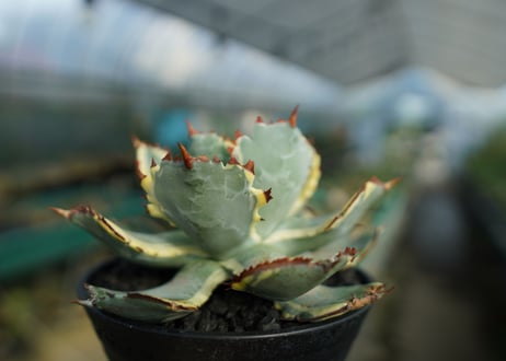 アガベ　兜蟹錦　連棘　Agave isthmensis “Kabutogani” variegata  No.5