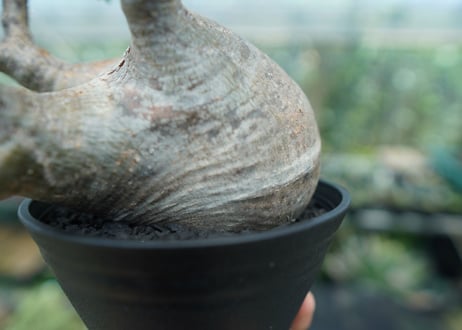 パキポディウム　グラキリス　 Pachypodium Gracilius  No.4