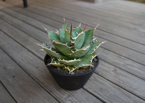 アガベ　チタノタ　FO-76　Agave titanota ”FO-76"　No.2