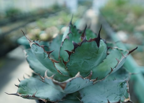 アガベ　チタノタ　 ブラックアンドブルー 　Agave titanota black and blue　No.4
