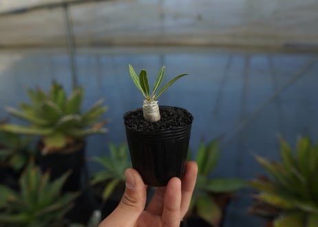 パキポディウム　デンシフローラム　Pachypodium densiflorum