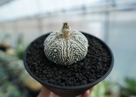 アストロフィツム　スーパー兜　Astrophytum asterias 'Superkabuto' No.3