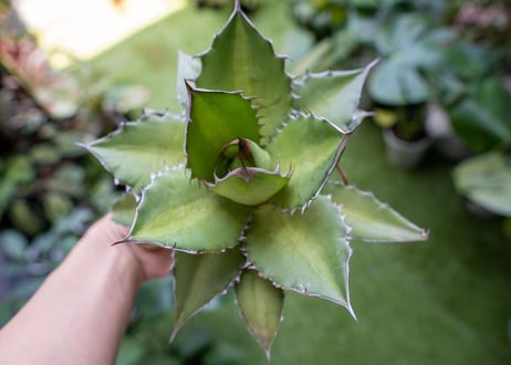 Agave kercovei x titanota NO.3