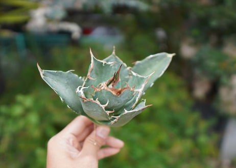 Agave titanota 白鯨 A NO.1