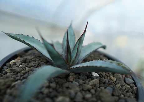 アガベ　リトルシャーク　Agave Little Shark