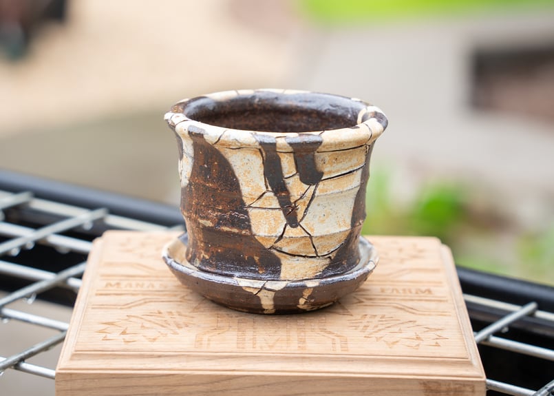 NEOFUK 塊根少女 アート鉢 植物連鎖 backside works アート鉢 植物連鎖 塊根少女