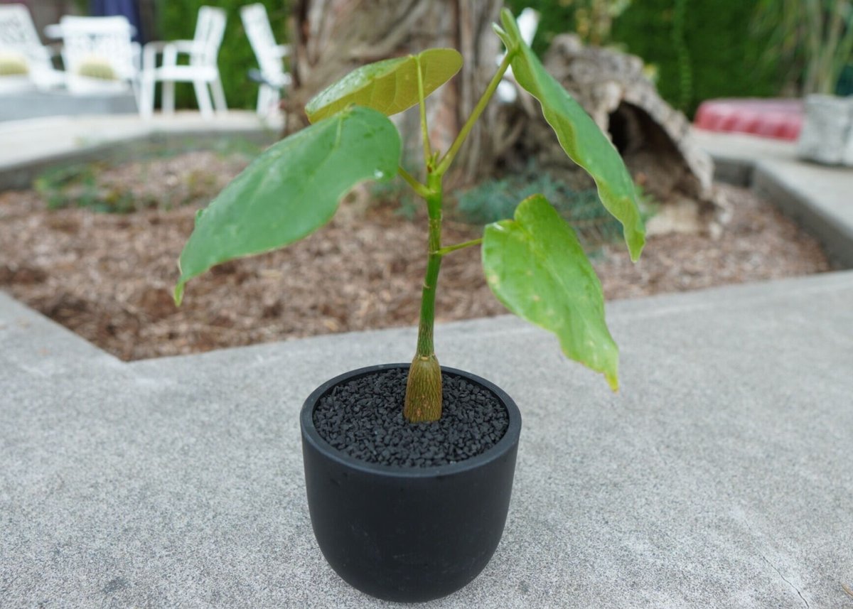 沖縄実生株】プセウド ボンバックス Pseudo bombax | mana's farm