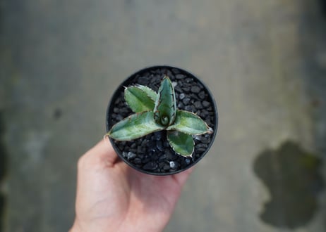 アガベ　チタノタ　 ブラックアンドブルー 　Agave titanota black and blue　No.8