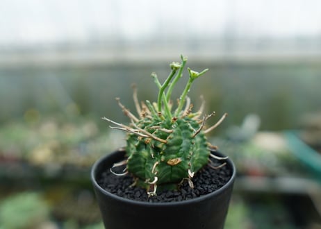 ユーフォルビア　バリダ　Euphorbia valida　No.6