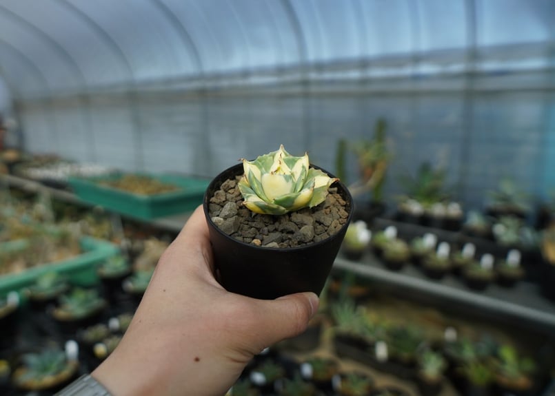 アガベ 王妃雷神錦 黄中斑 Agave “Ohi Raijin Nishiki Kinakah