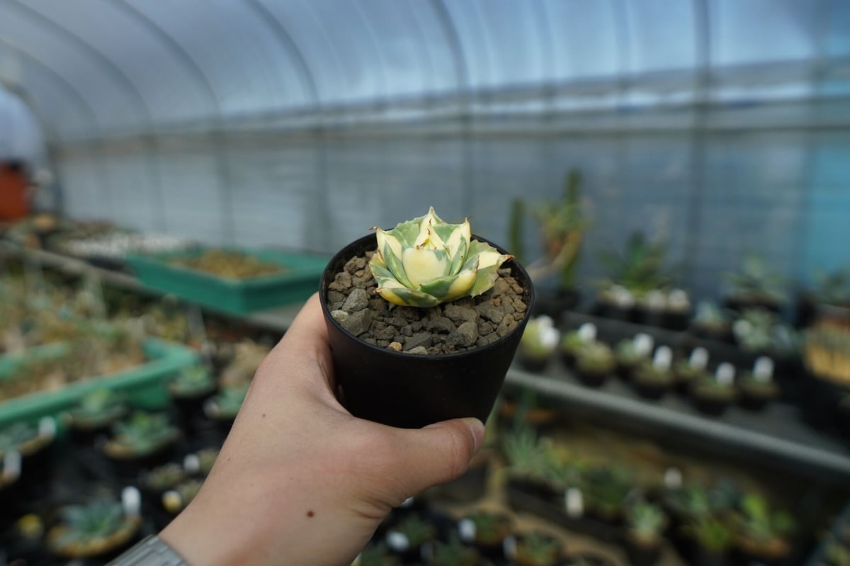 アガベ 王妃雷神錦 黄中斑 Agave “Ohi Raijin Nishiki Kinakah