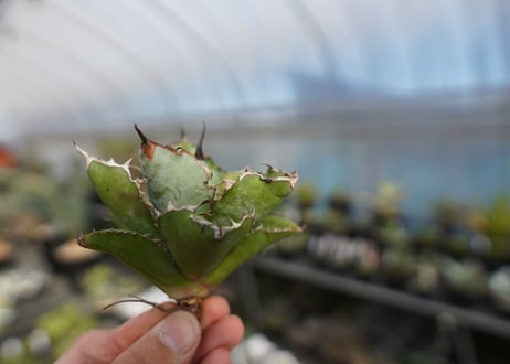 agave titanota ブラック＆ブルー　No.4