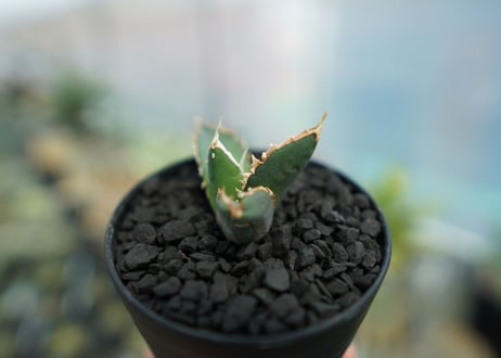 アガベ　チタノタ　狼人　agave titanota "狼人"　No.1