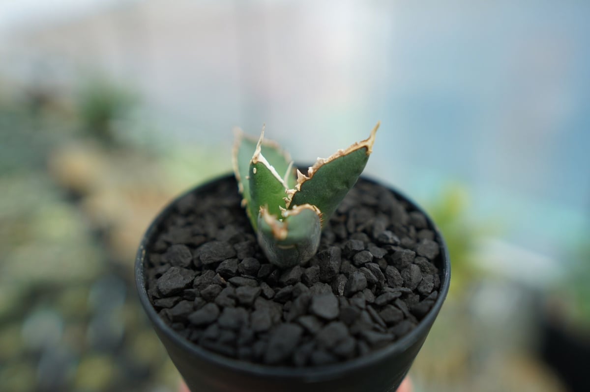 アガベ チタノタ 狼人 agave titanota 
