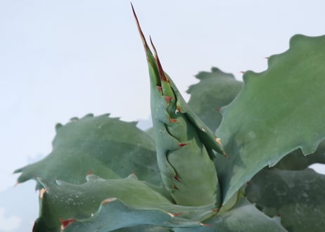 Agave potatorum 'Cameron Blue'  №2