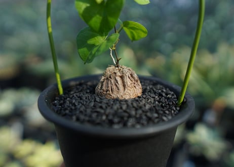 亀甲竜　Dioscorea elephantipes No.4