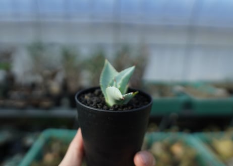 アガベ　ドラゴントゥース　Agave dragontoes　A14