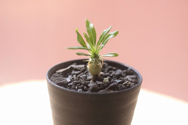 パキポディウム アンボンゲンセ 実生 | mana's green:塊根植物 パキポディウム アンボンゲンセ 実生 | mana's green:塊根植物