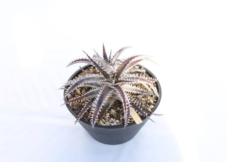 Dyckia  Gray Ops x HH