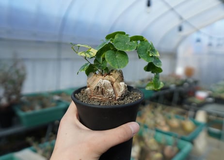 亀甲竜　Dioscorea elephantipes　C2