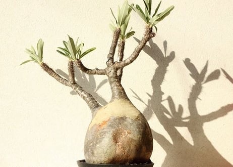 Pachypodium Gracilius パキポディウム  グラキリス  №11