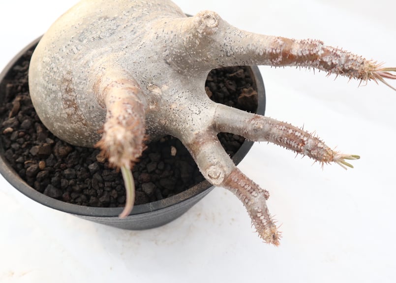 100粒　パキポディウム グラキリス パキポディウム グラキリスの種子 予約販売受付中🔥 数量限定