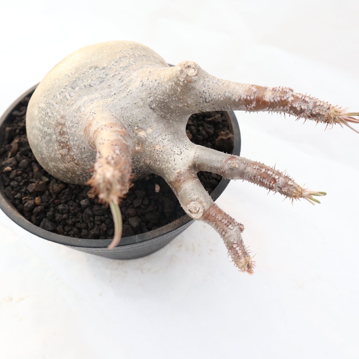 パキポディウム　グラキリス　二頭　塊根植物　アガベ　パキプス fit=scale-down,w=1200